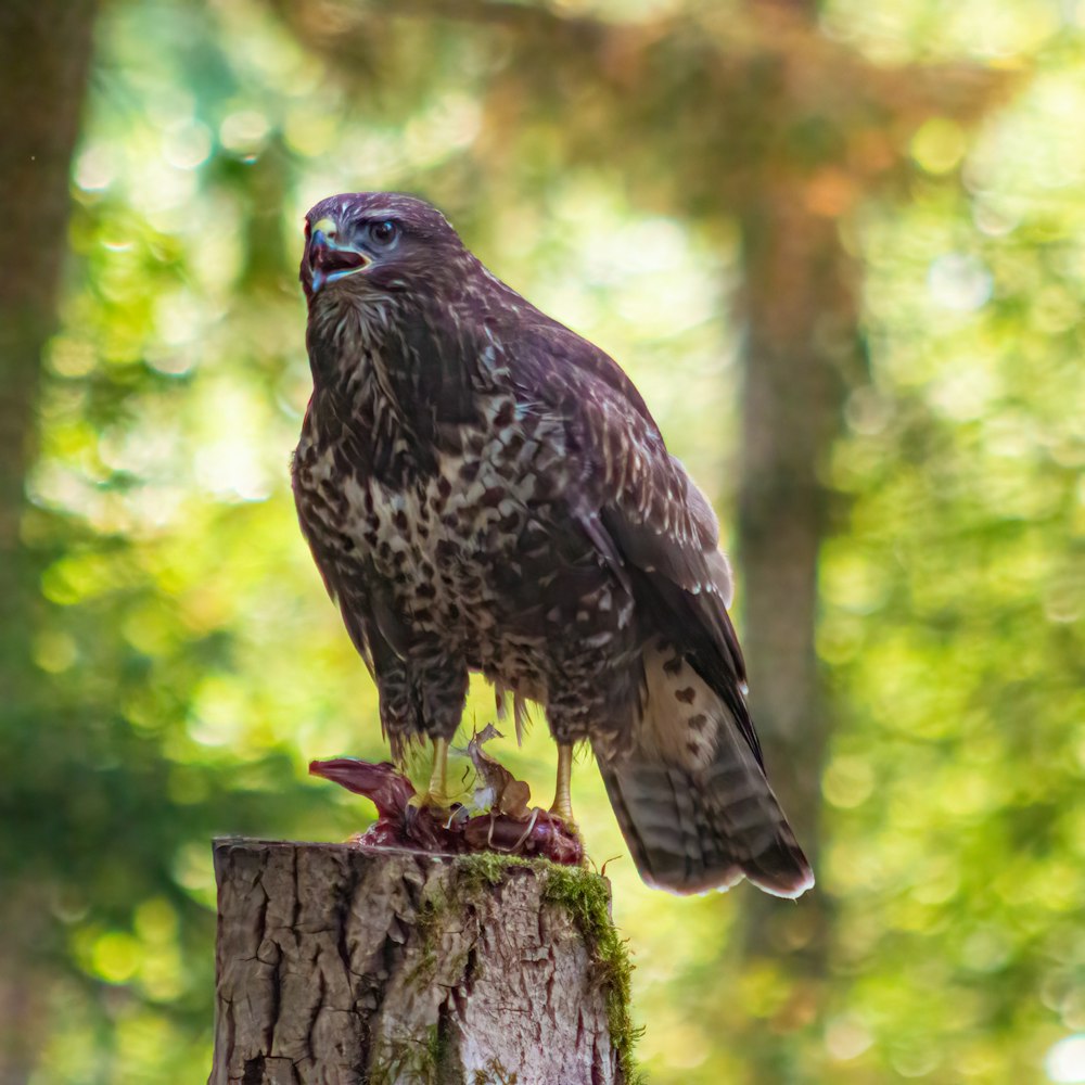 a bird standing on a stump