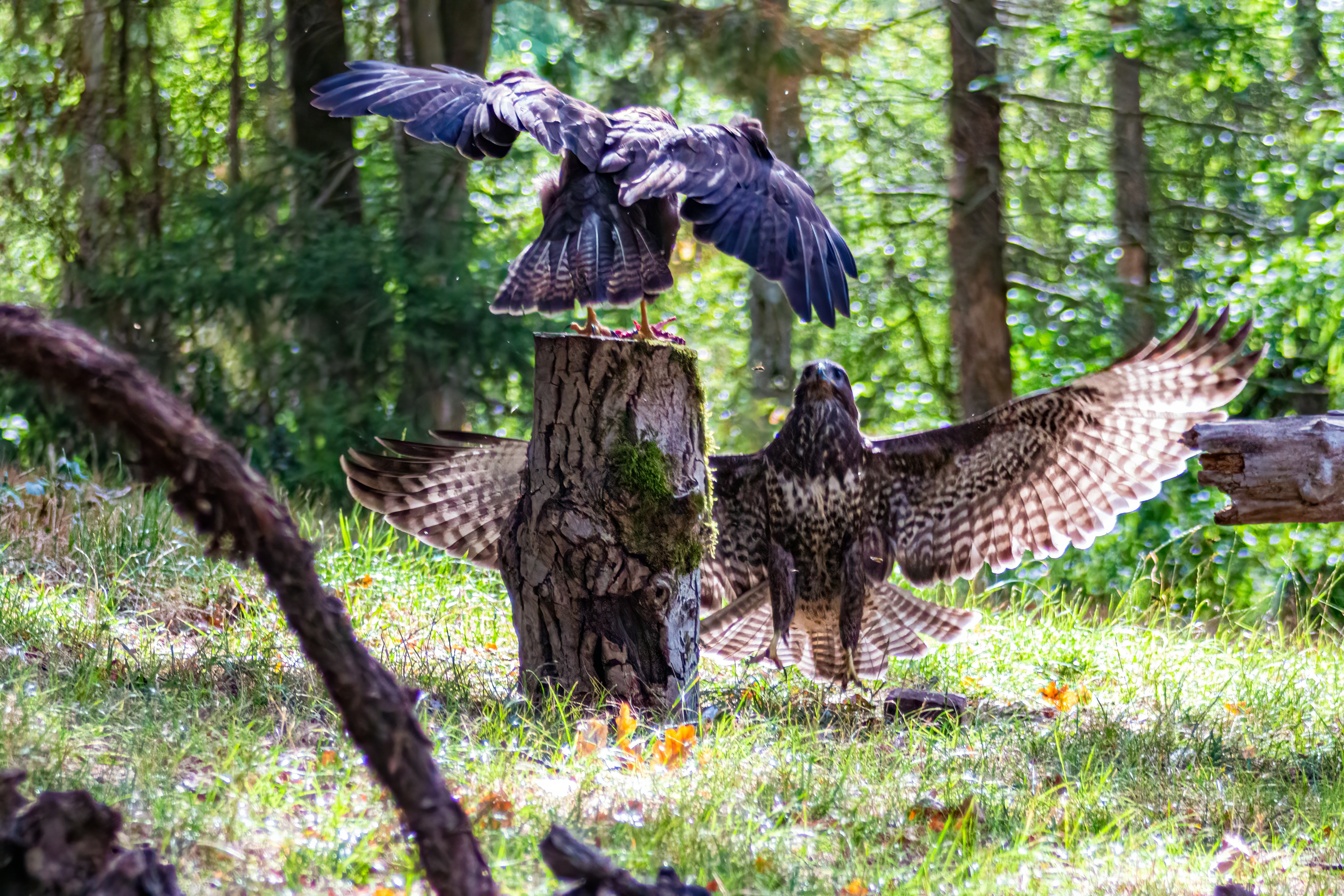 Buzzard eating a pigeon on a tree and fighting for it