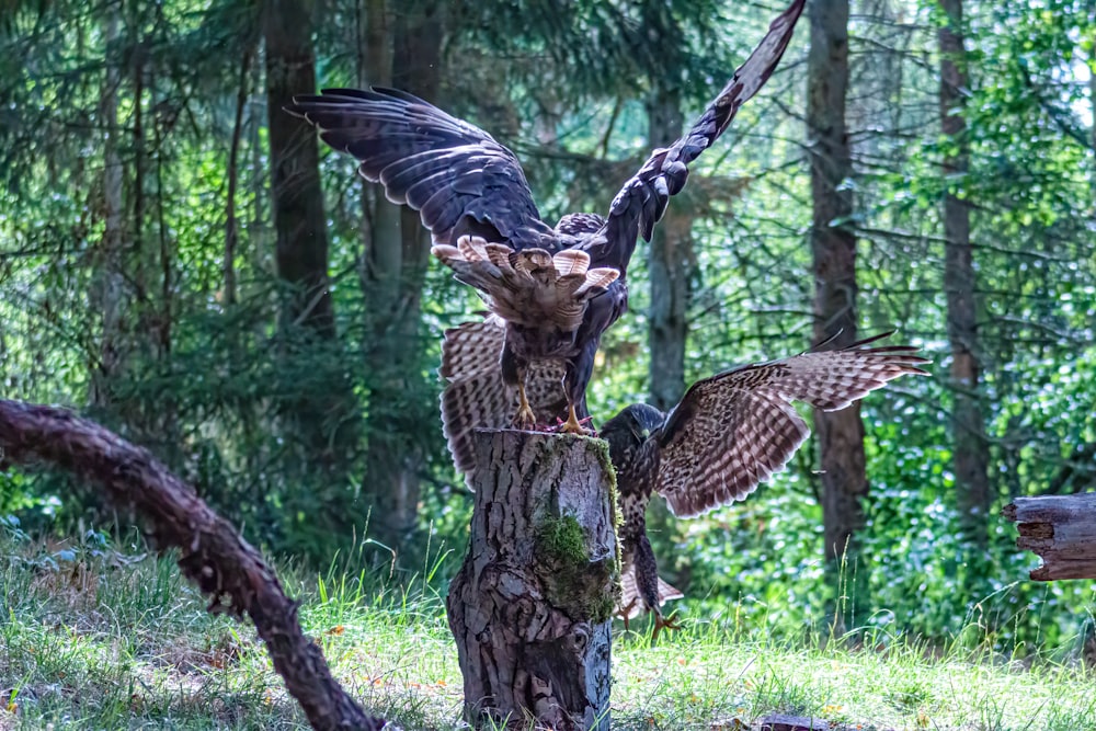 a couple of birds on a tree stump in a forest