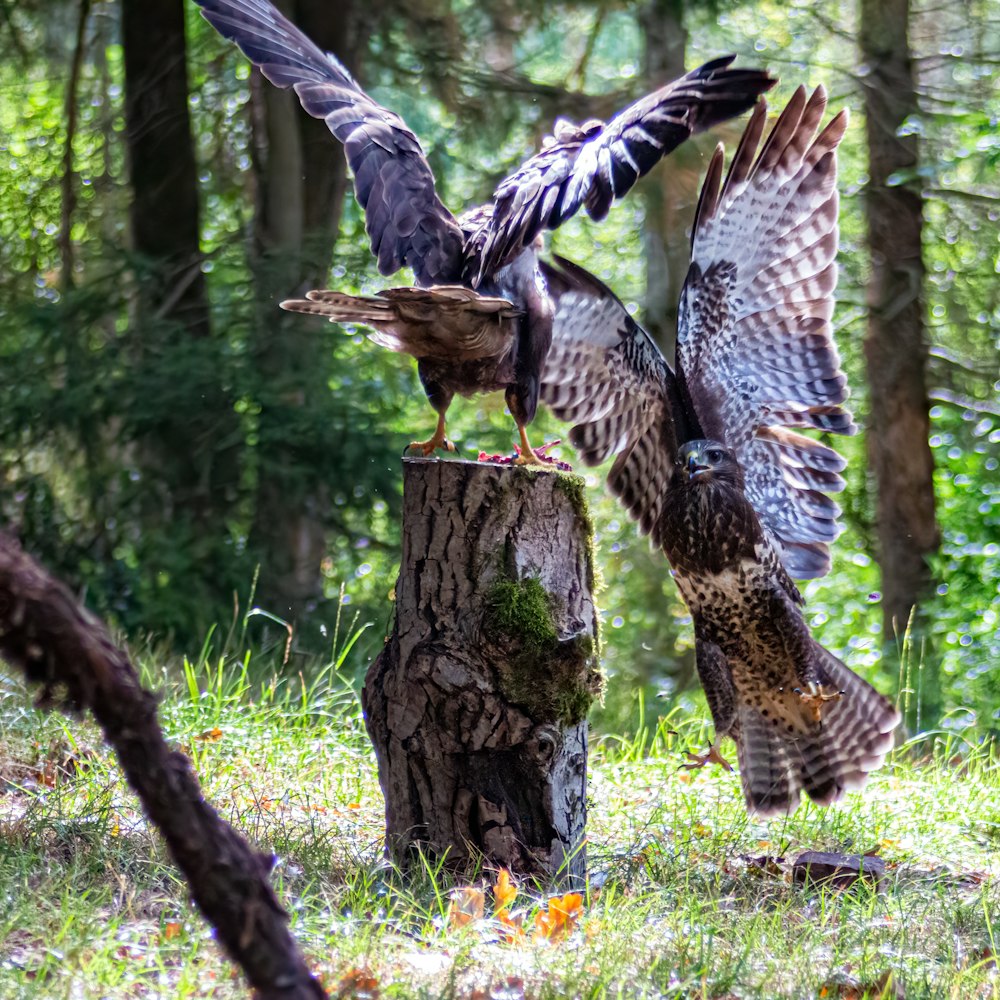 a group of birds fighting over a tree stump