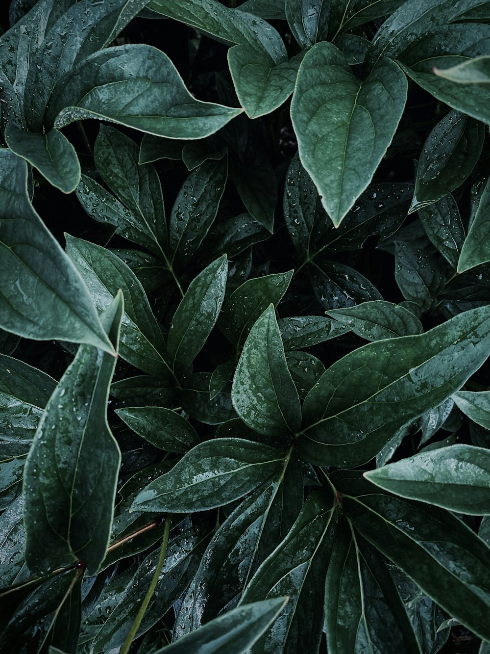 a close up of a plant