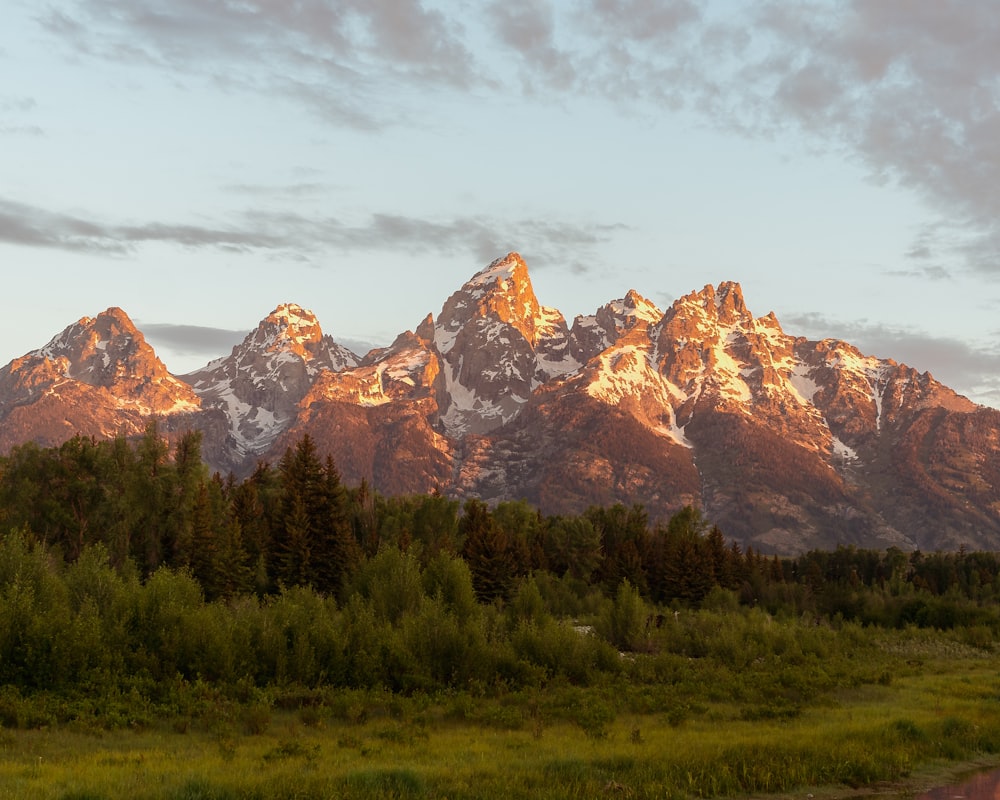 a landscape with trees and mountains in the back