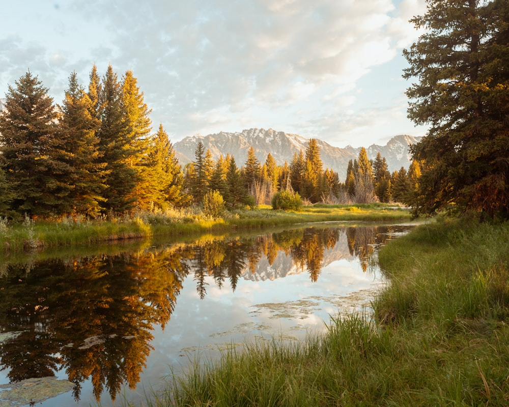 a lake surrounded by trees and grass