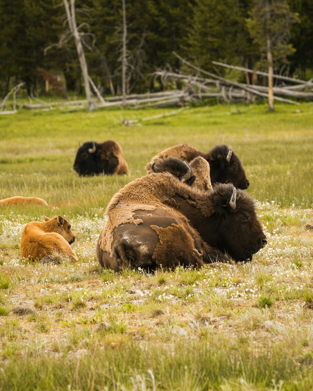 a group of buffalo lying in a field