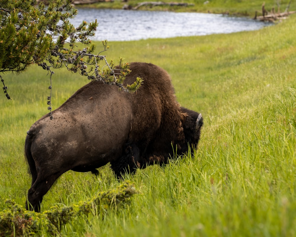 a buffalo eating grass