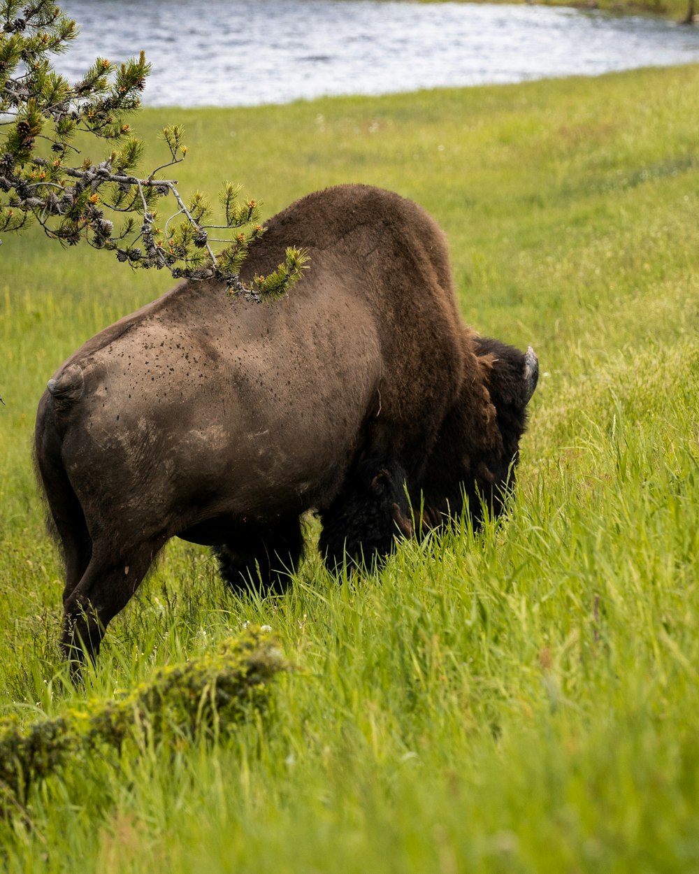 a buffalo in a field