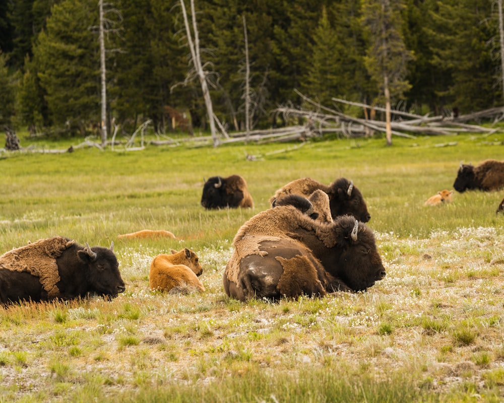 a group of buffalo in a field