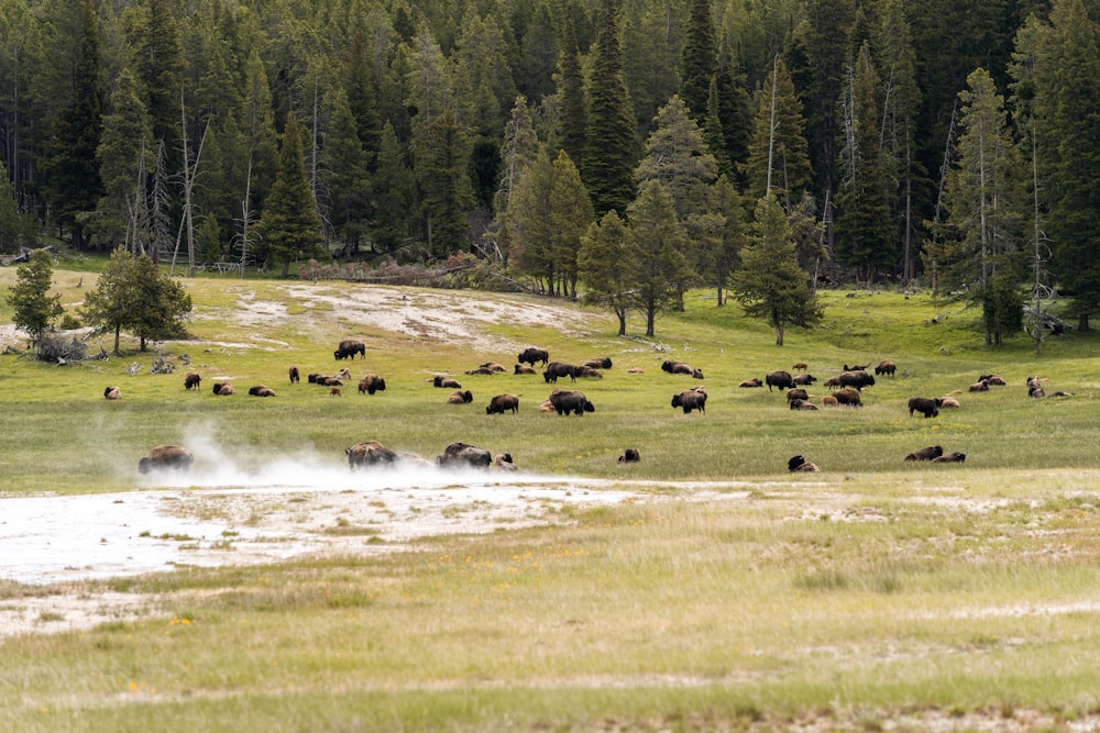 a herd of cattle grazing in a field