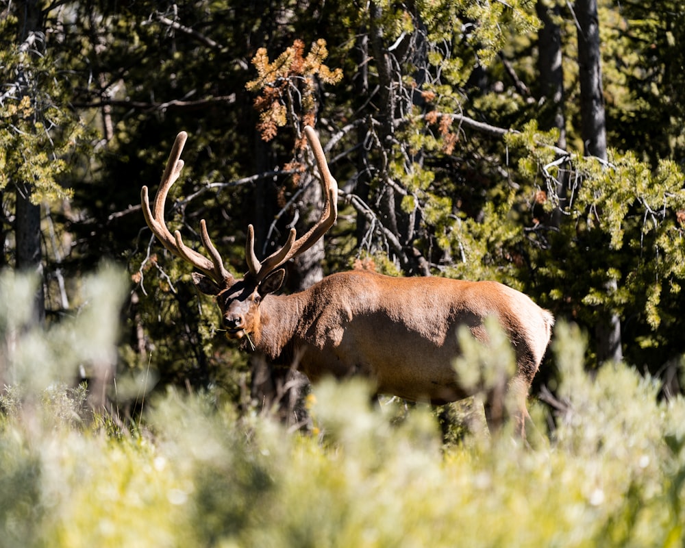 a deer with antlers in a forest