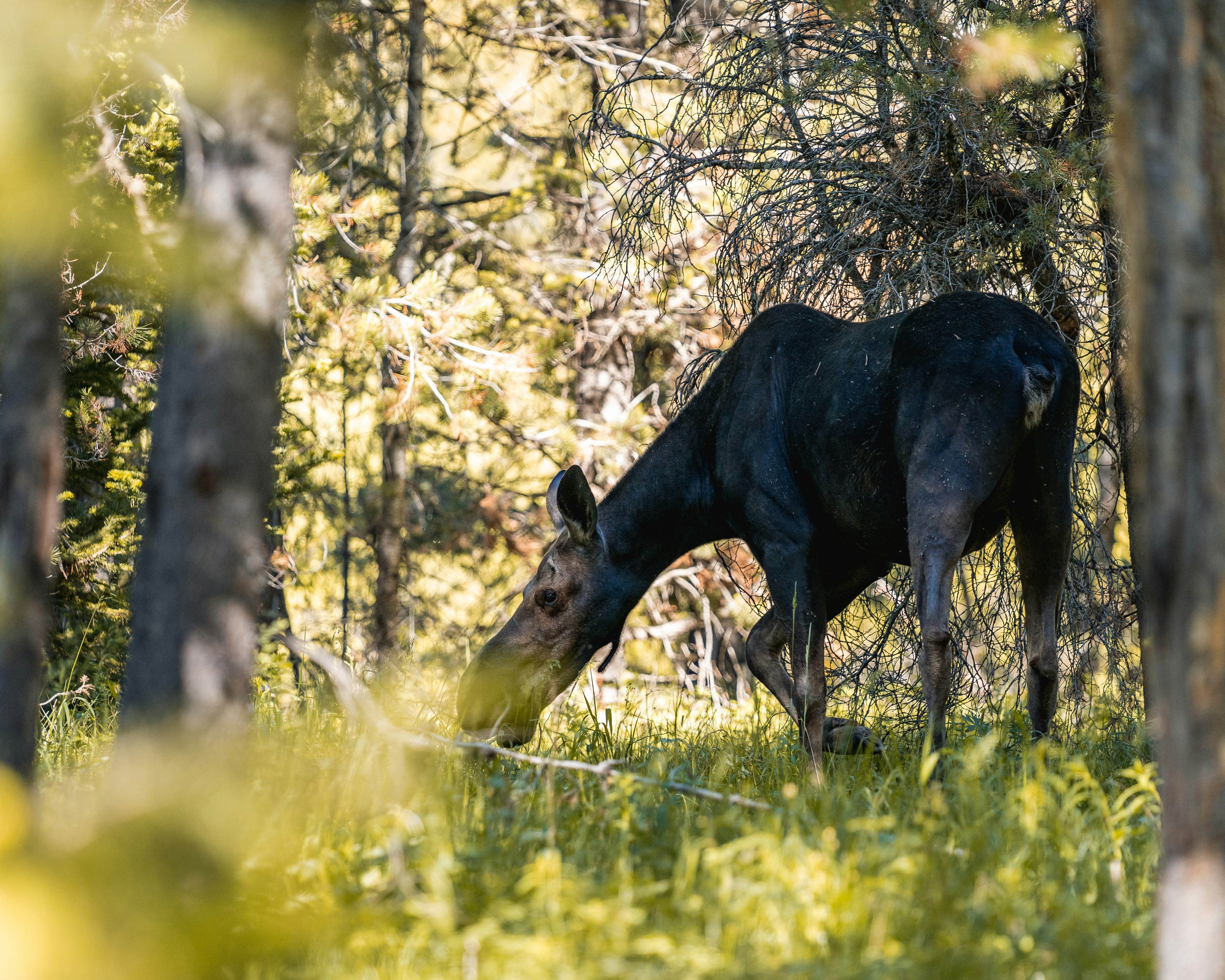 a deer eating grass in a forest
