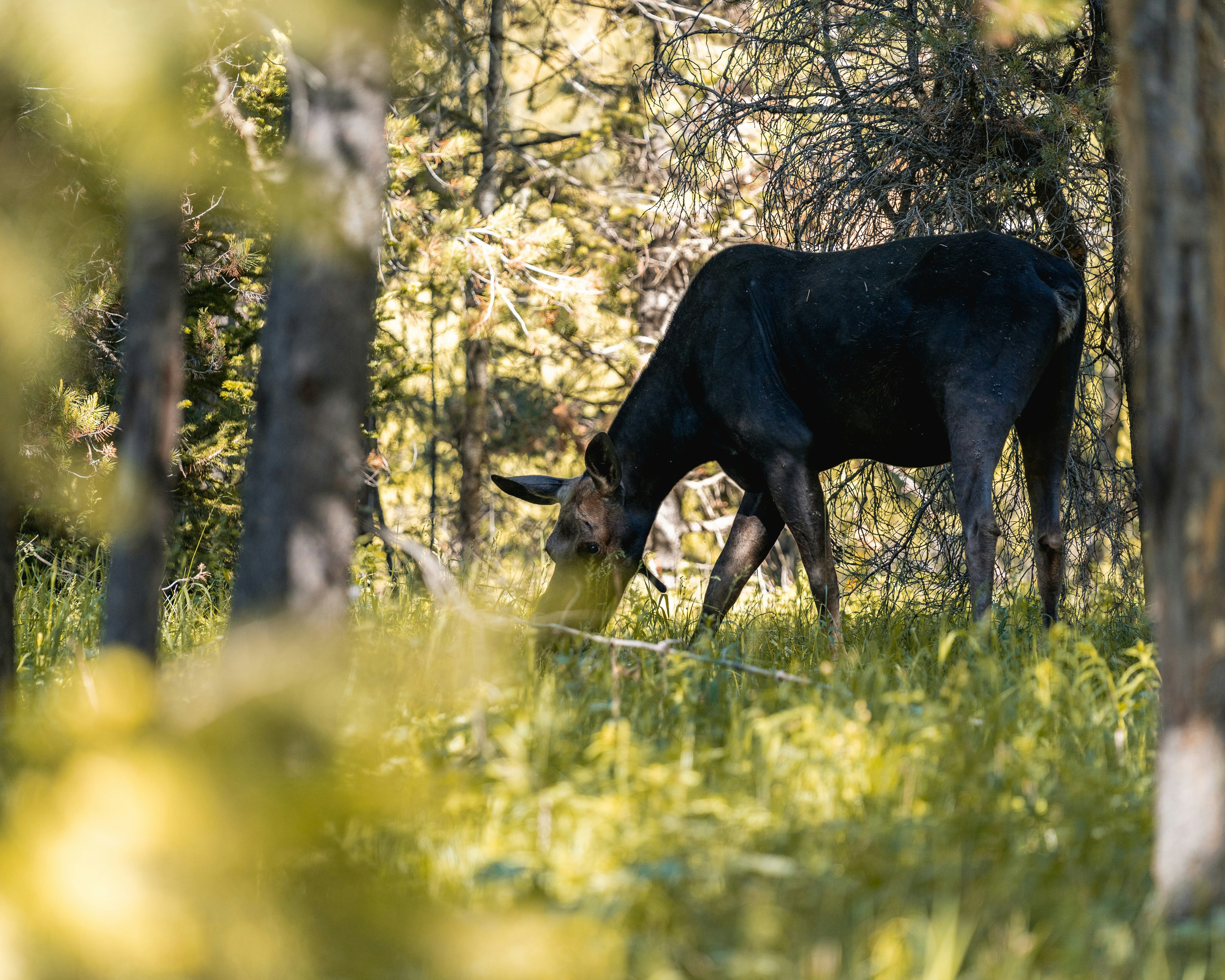 a cow grazing in the woods