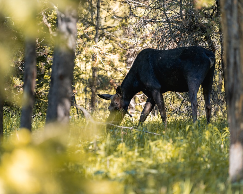 a cow grazing in the woods
