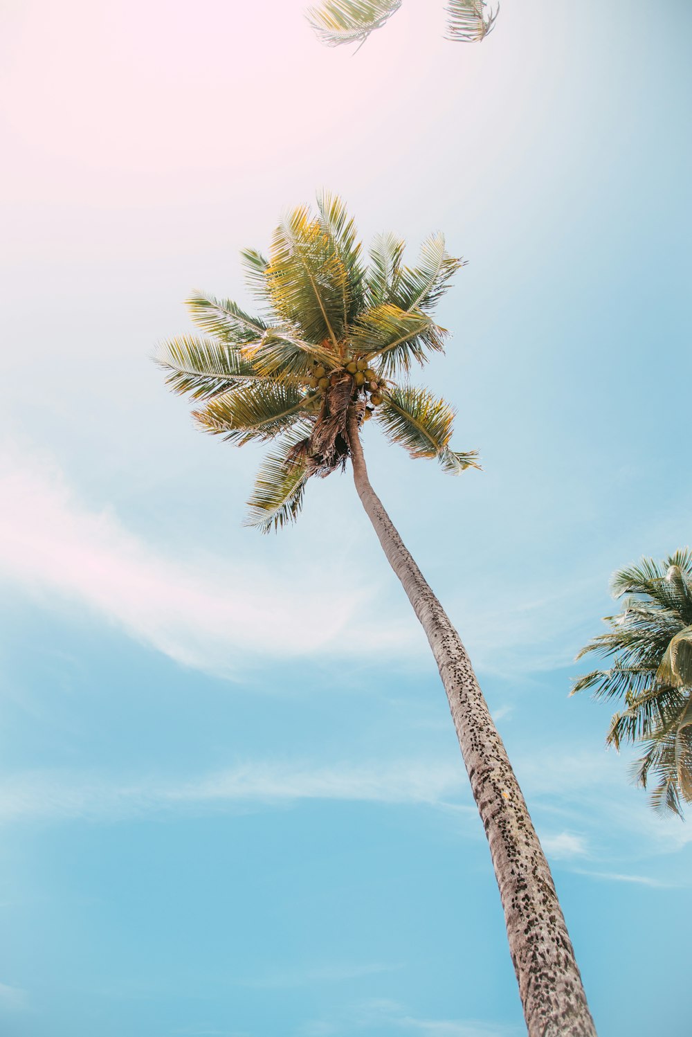 a group of palm trees