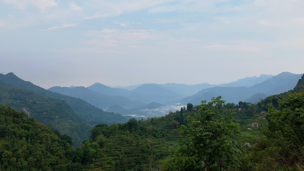 a landscape with trees and mountains in the background