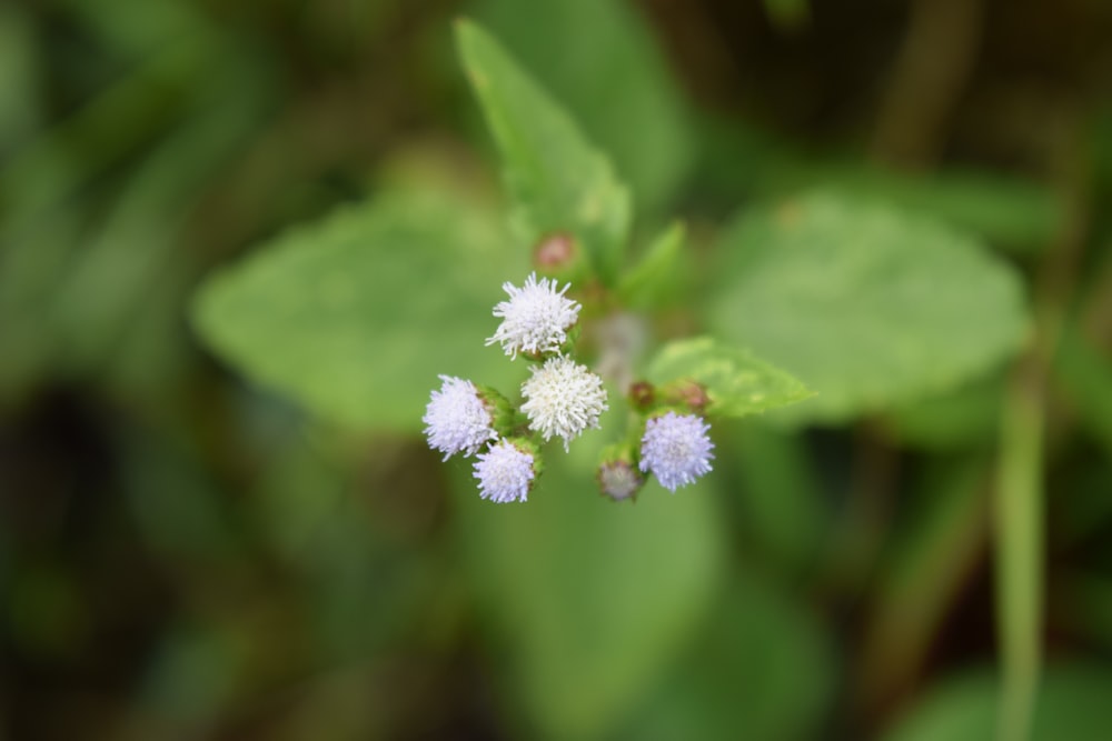 a close up of a flower