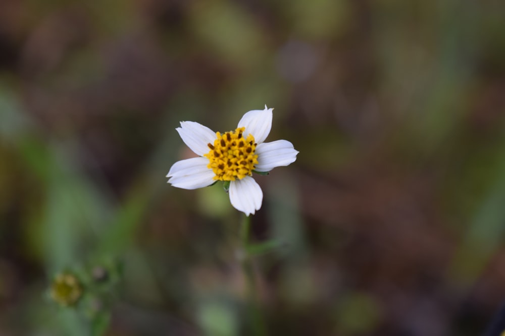 a white flower with yellow center