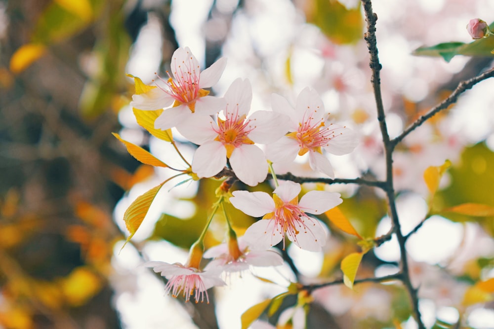 a close up of flowers on a tree