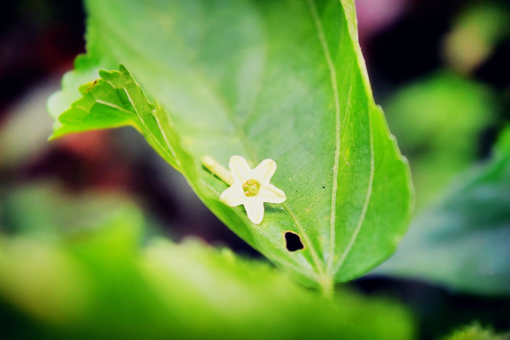 a white flower on a green leaf
