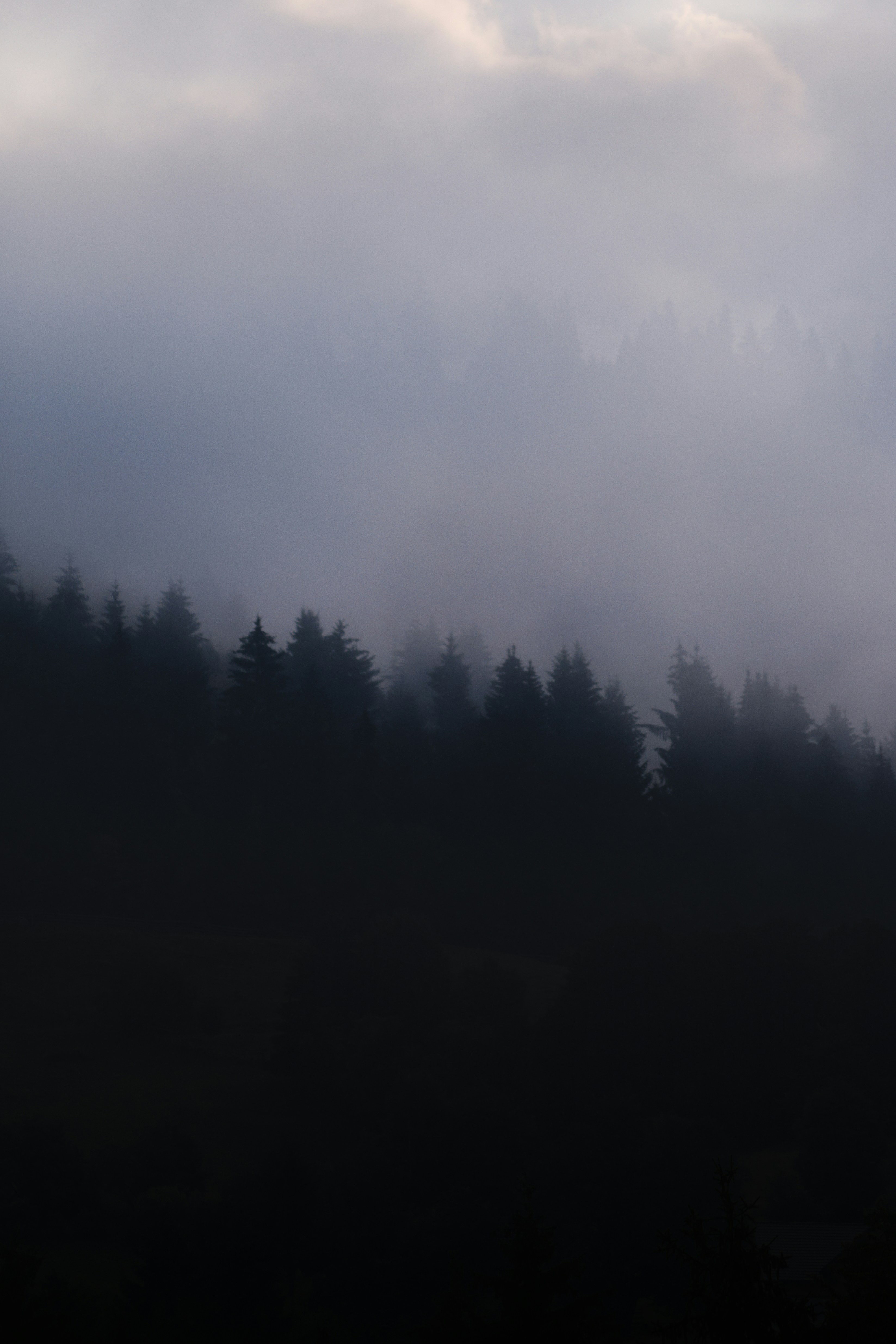 forest morning light, wallpaper, Morning Rituals for Productive Campers 5