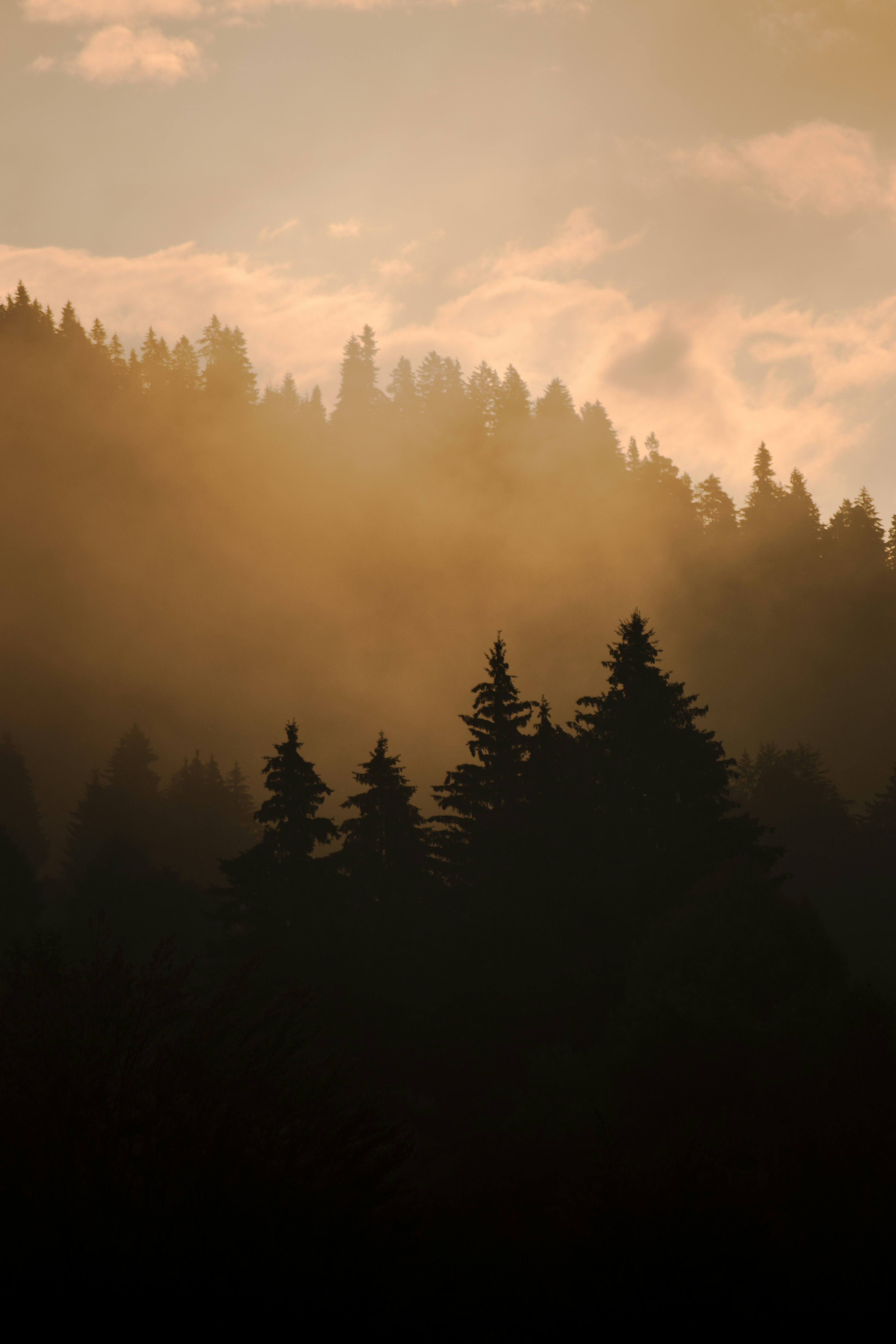 forest morning light, wallpaper, Morning Rituals for Productive Campers 6