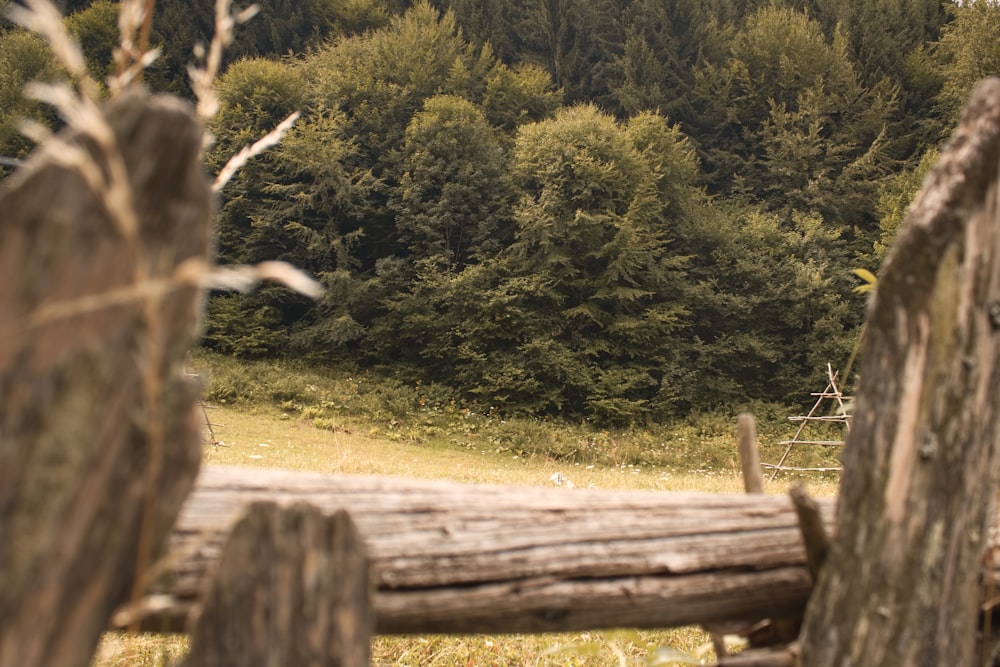 a fence in front of a forest