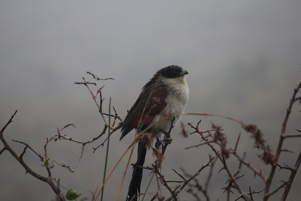 a bird sits on a branch