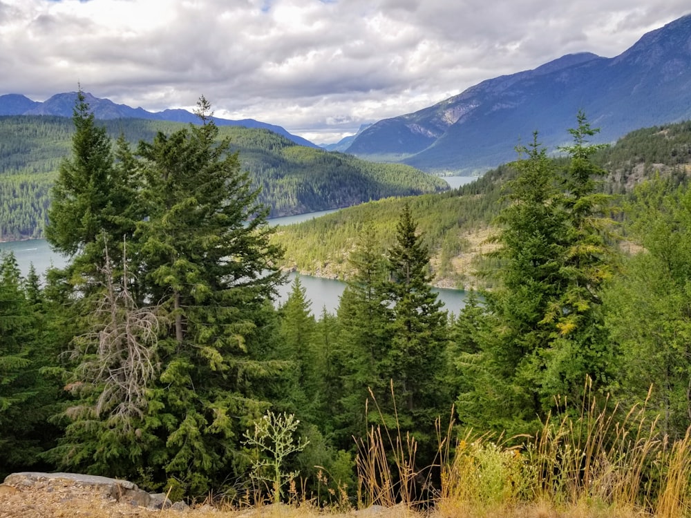 a landscape with trees and mountains in the background