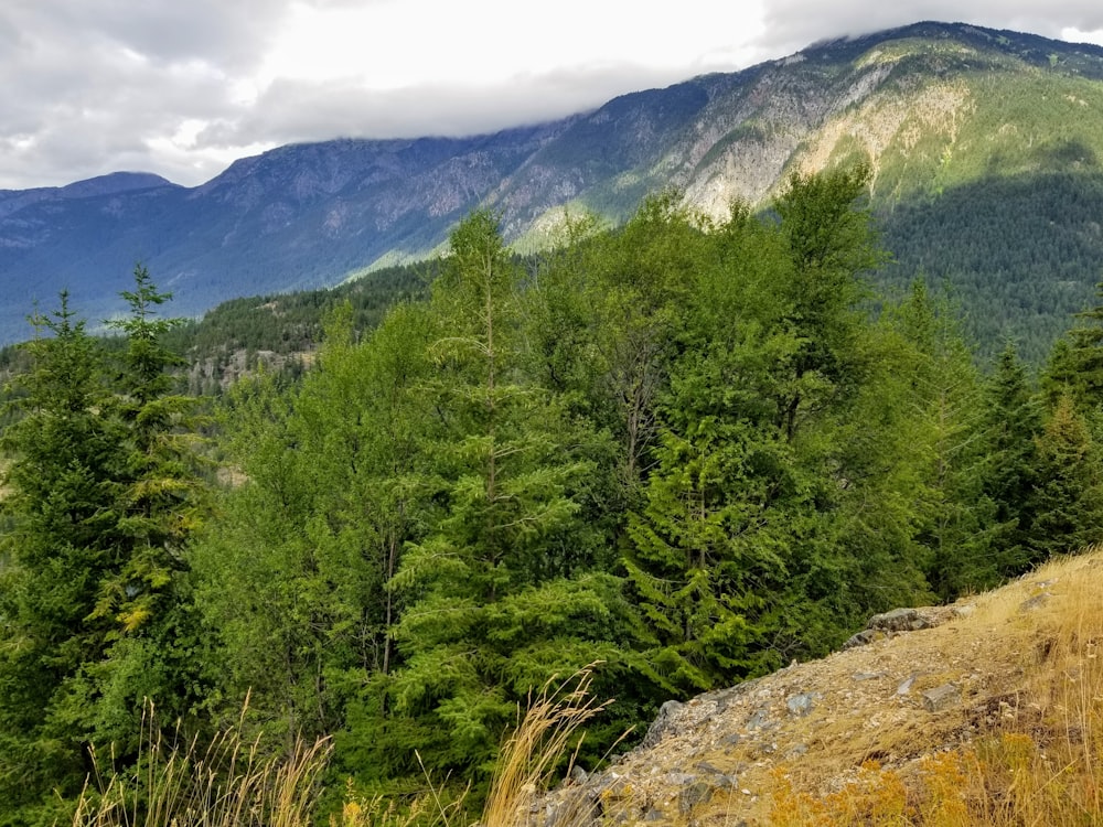 a forest of trees