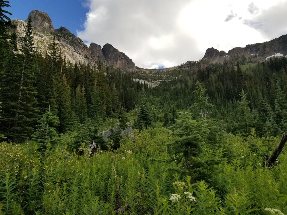 a mountain with trees and bushes