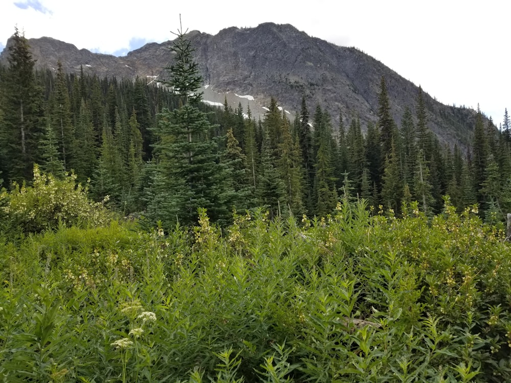 a forest of trees