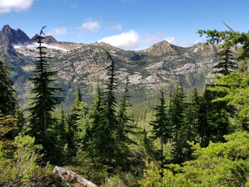 a mountain range with trees