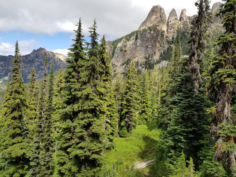 a forest of trees and mountains