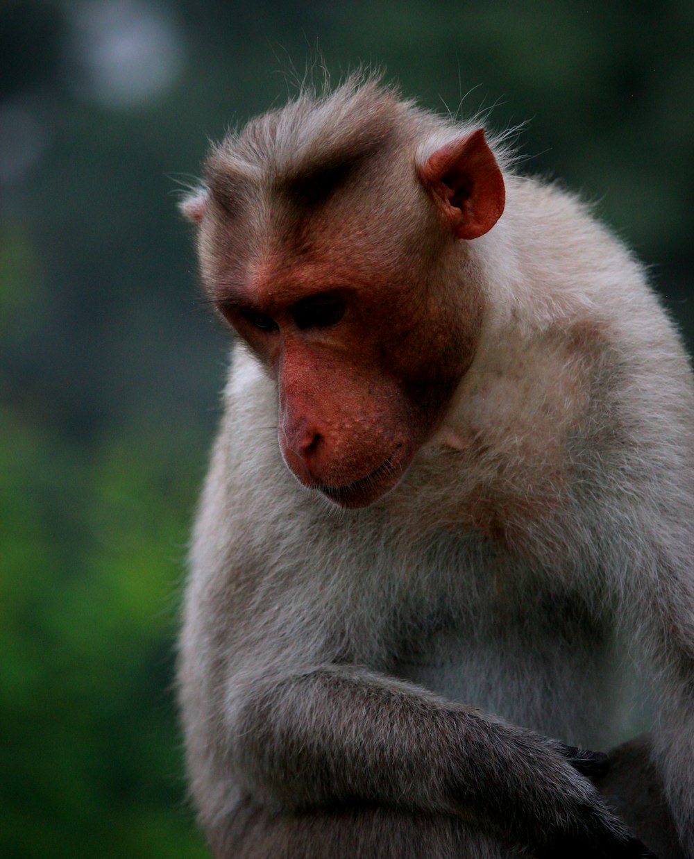 a monkey with a sad face