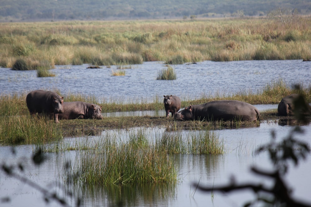 elephants in the water