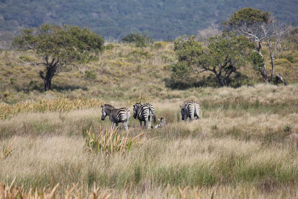 zebras in a grassland