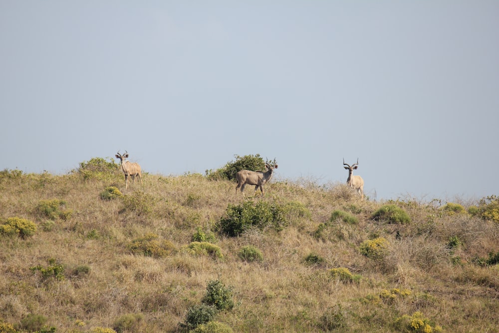 a group of animals on a hill