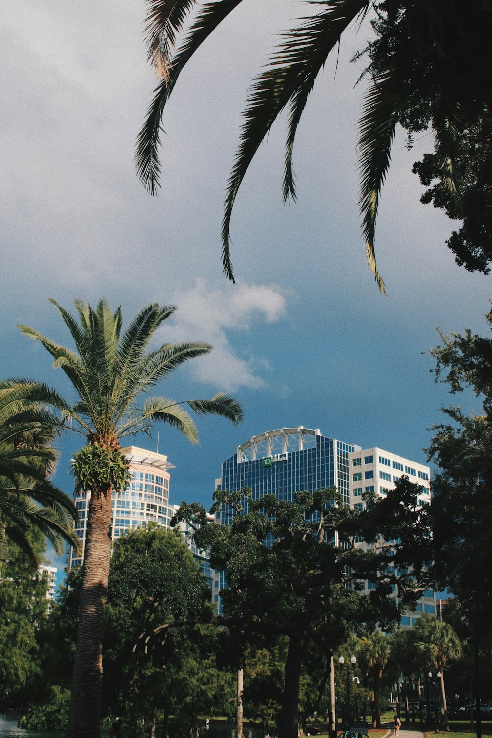 palm trees and a building