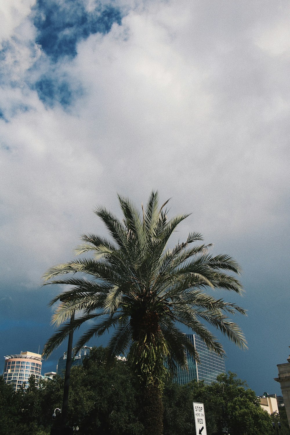 a palm tree with a cloudy sky