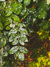 Close-up of a gardener inspecting leaves for signs of fungal infection on a hedge.