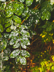 Close-up of a gardener inspecting leaves for signs of fungal infection on a hedge.