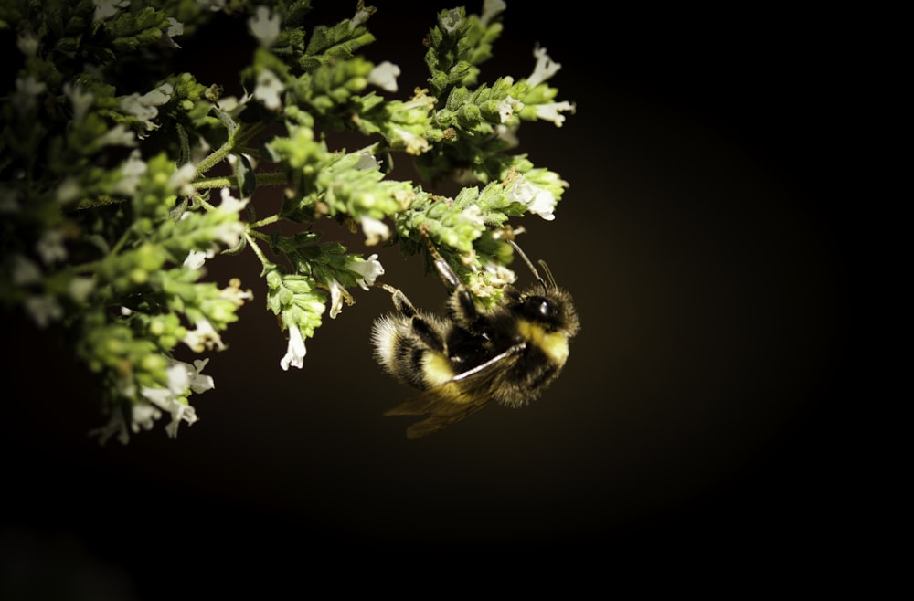 a bee on a plant