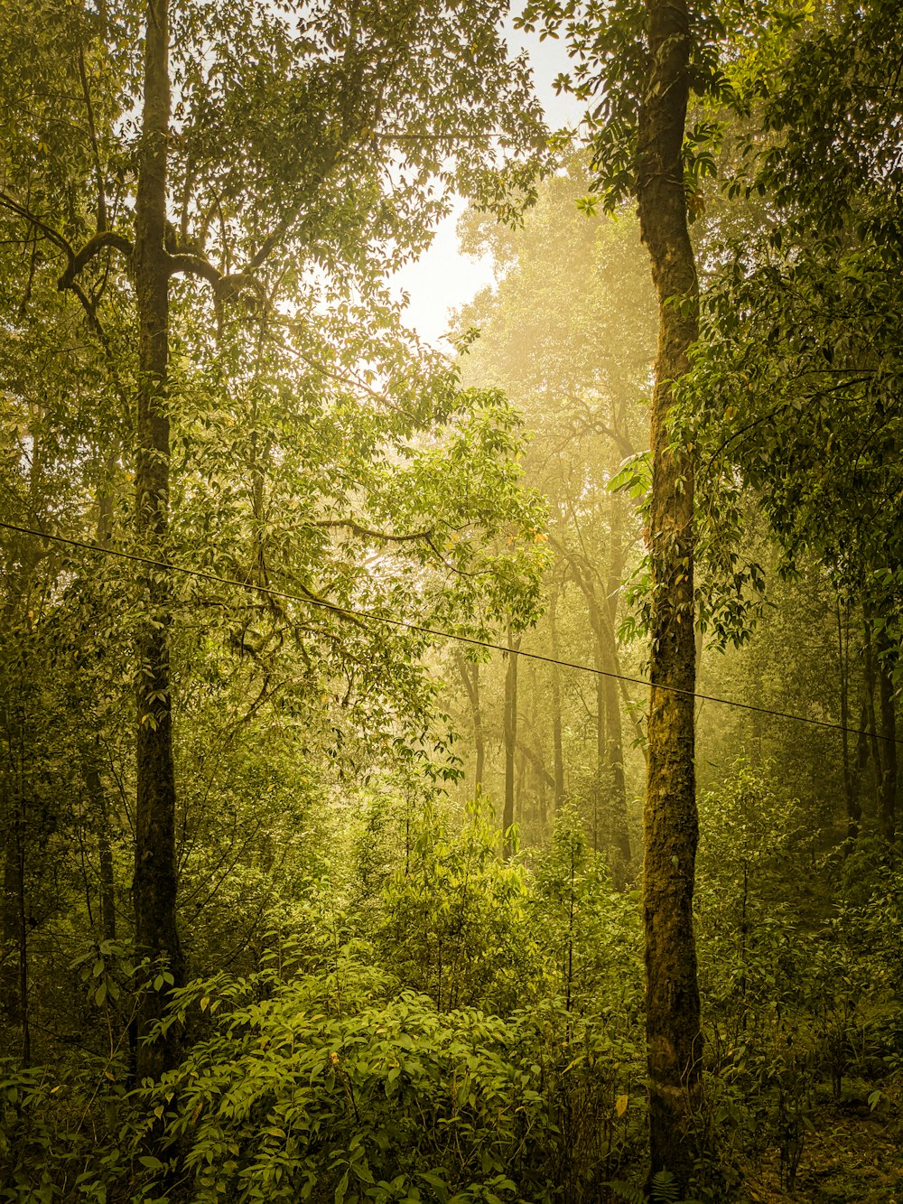 a forest with trees