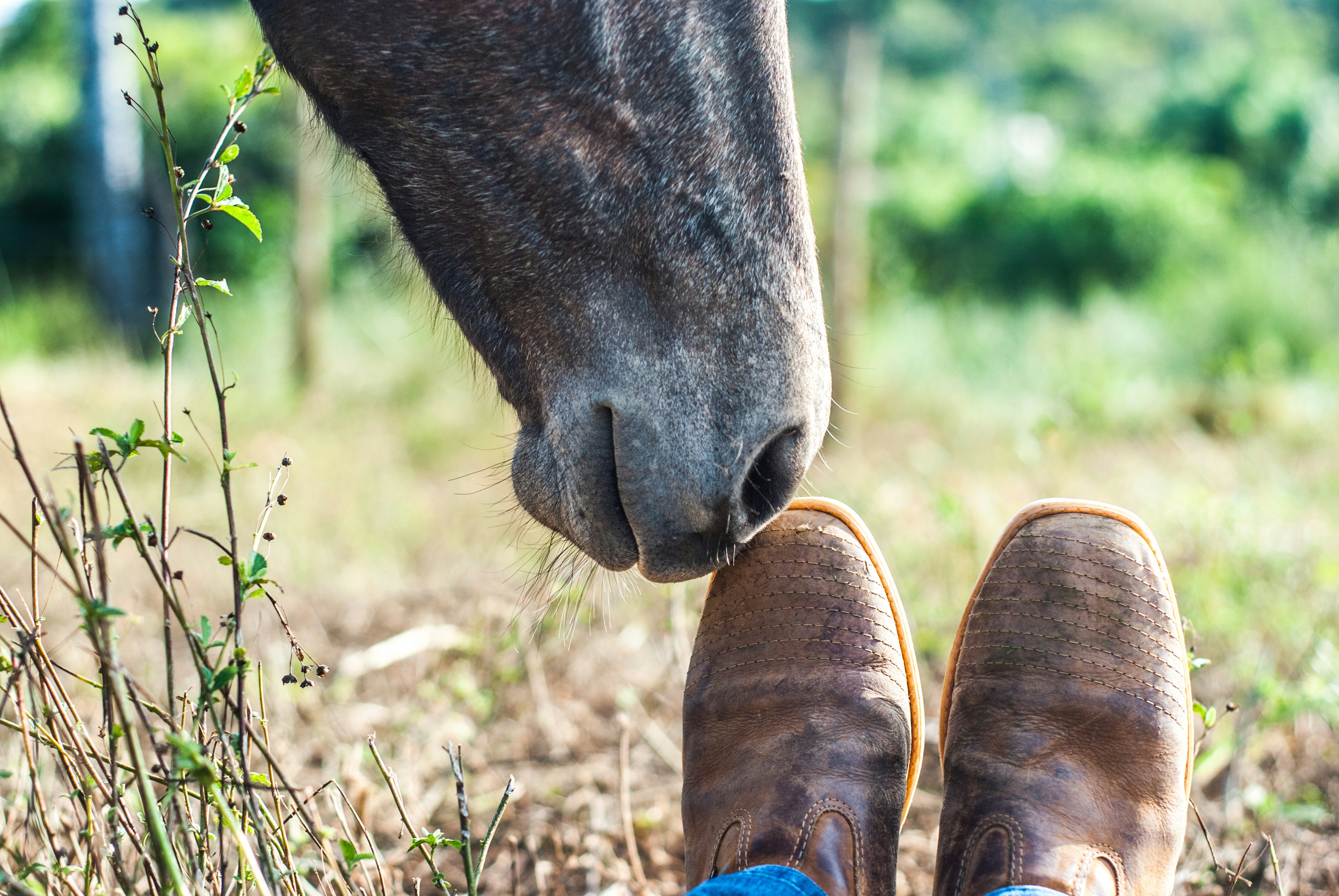 6 Horse Riding Tips for Choosing the Right Boots for Riding