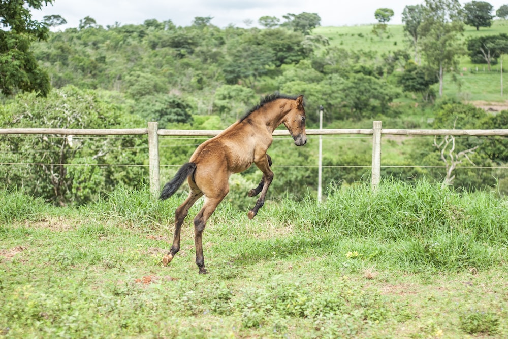 a horse running in a fenced in pasture