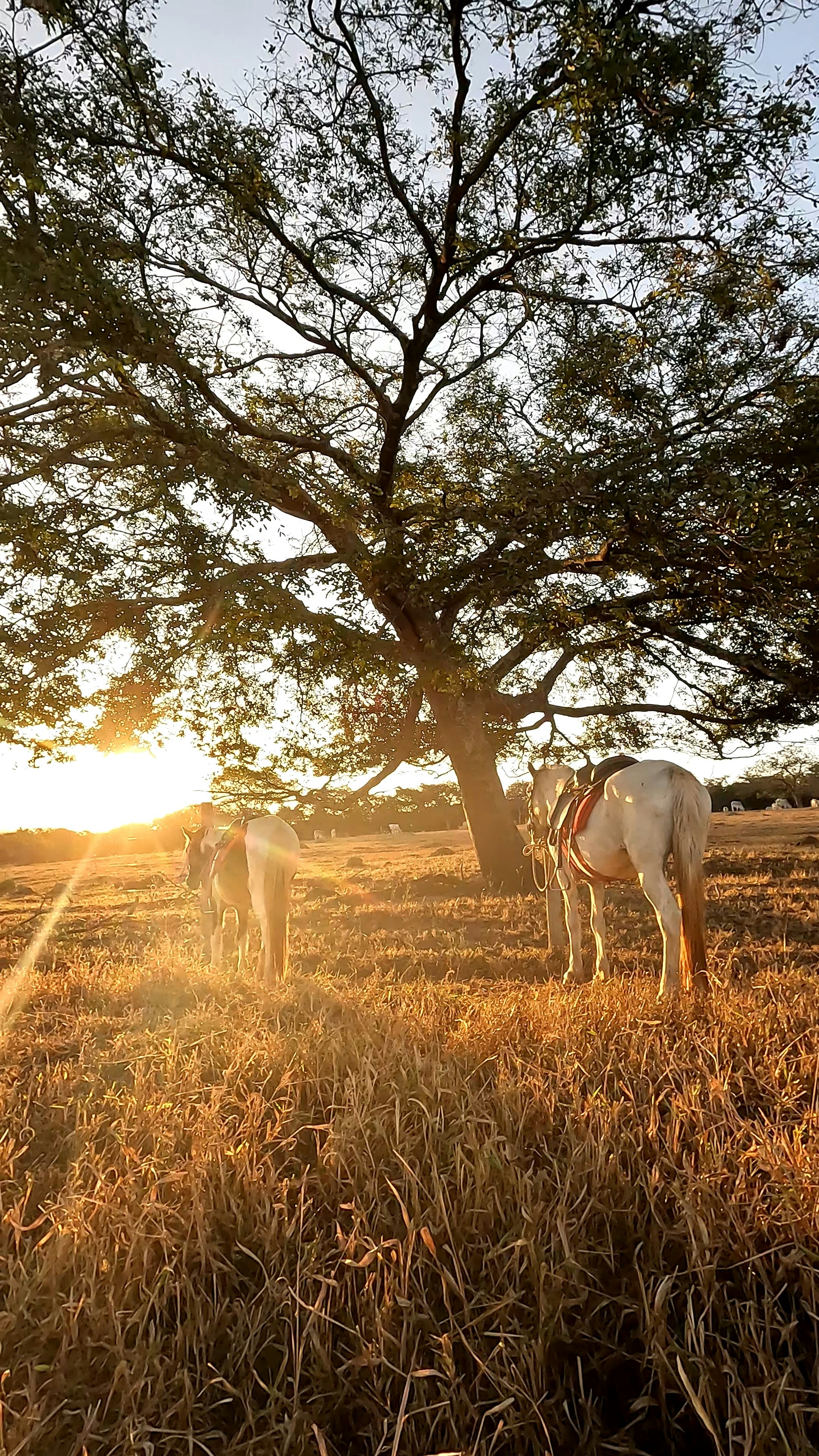 a group of horses stand under a tree