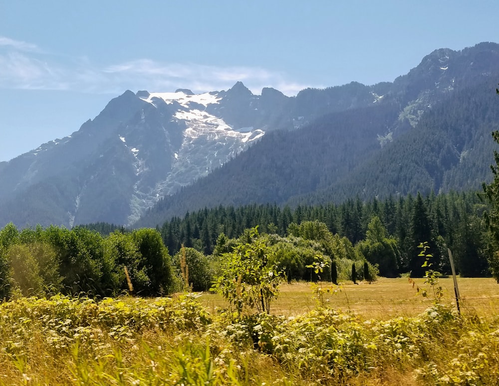 a field of yellow flowers with mountains in the background