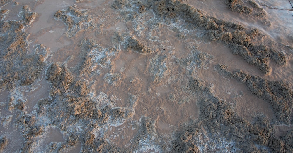 a close-up of a rocky area