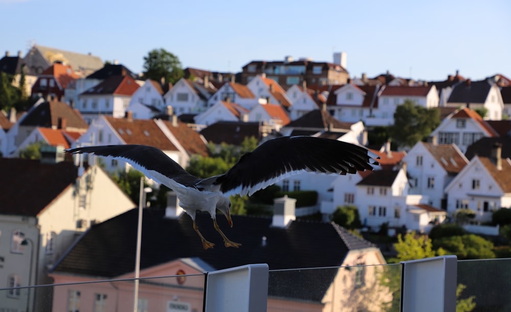 a bird flying over a town