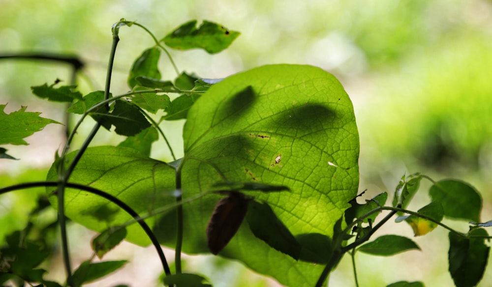 a leaf on a plant