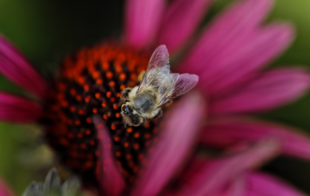 a bee on a flower